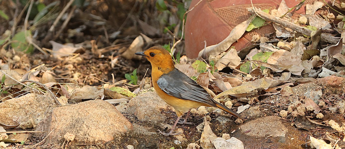 Red-capped Robin-Chat - ML641388004