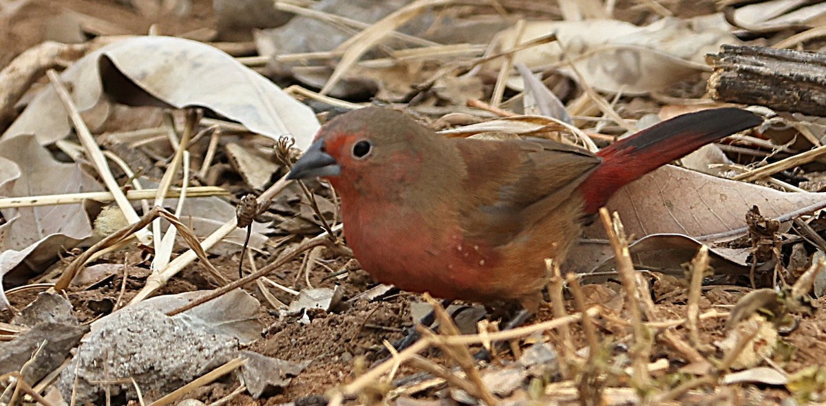 African Firefinch - ML641388018