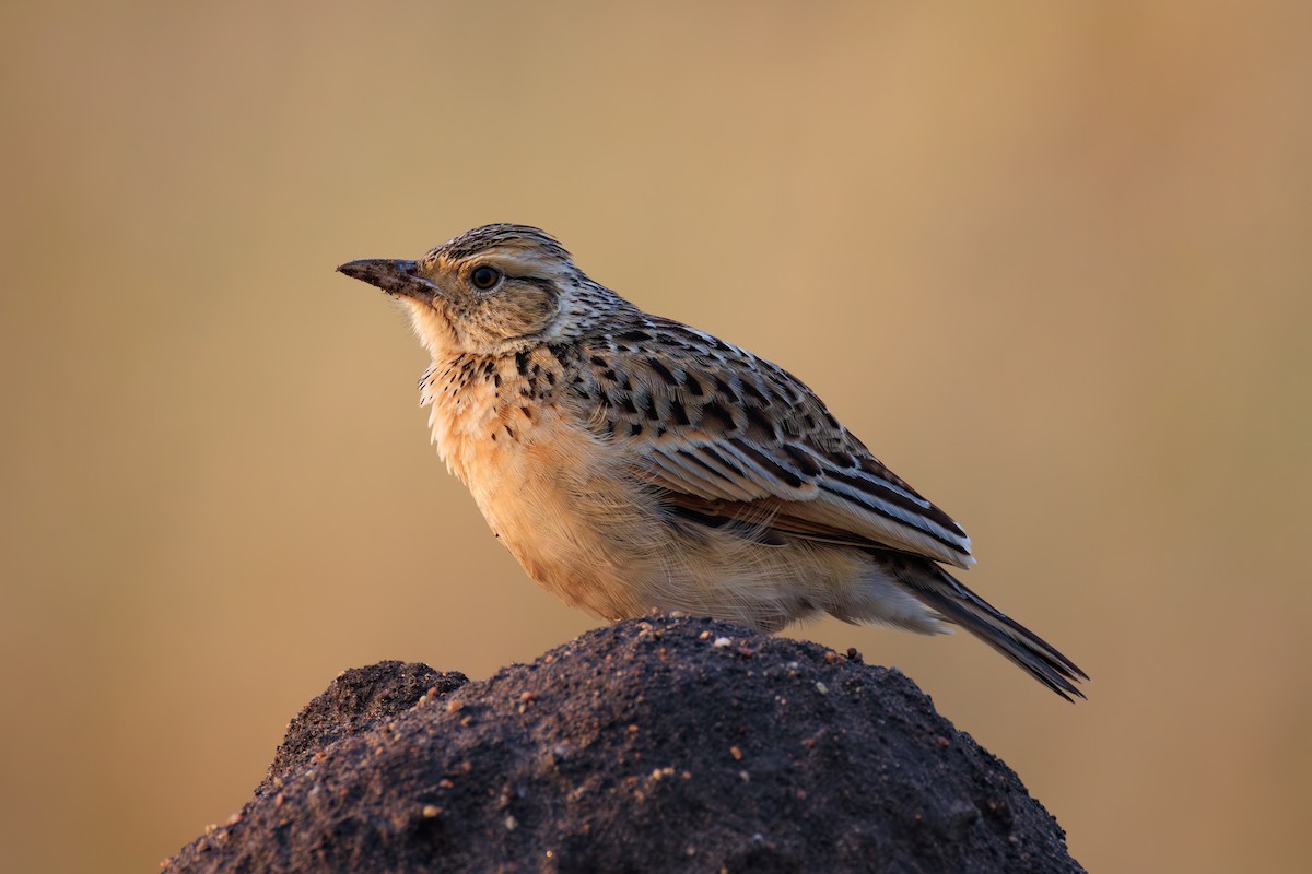 Rufous-naped Lark (Serengeti) - ML641388042