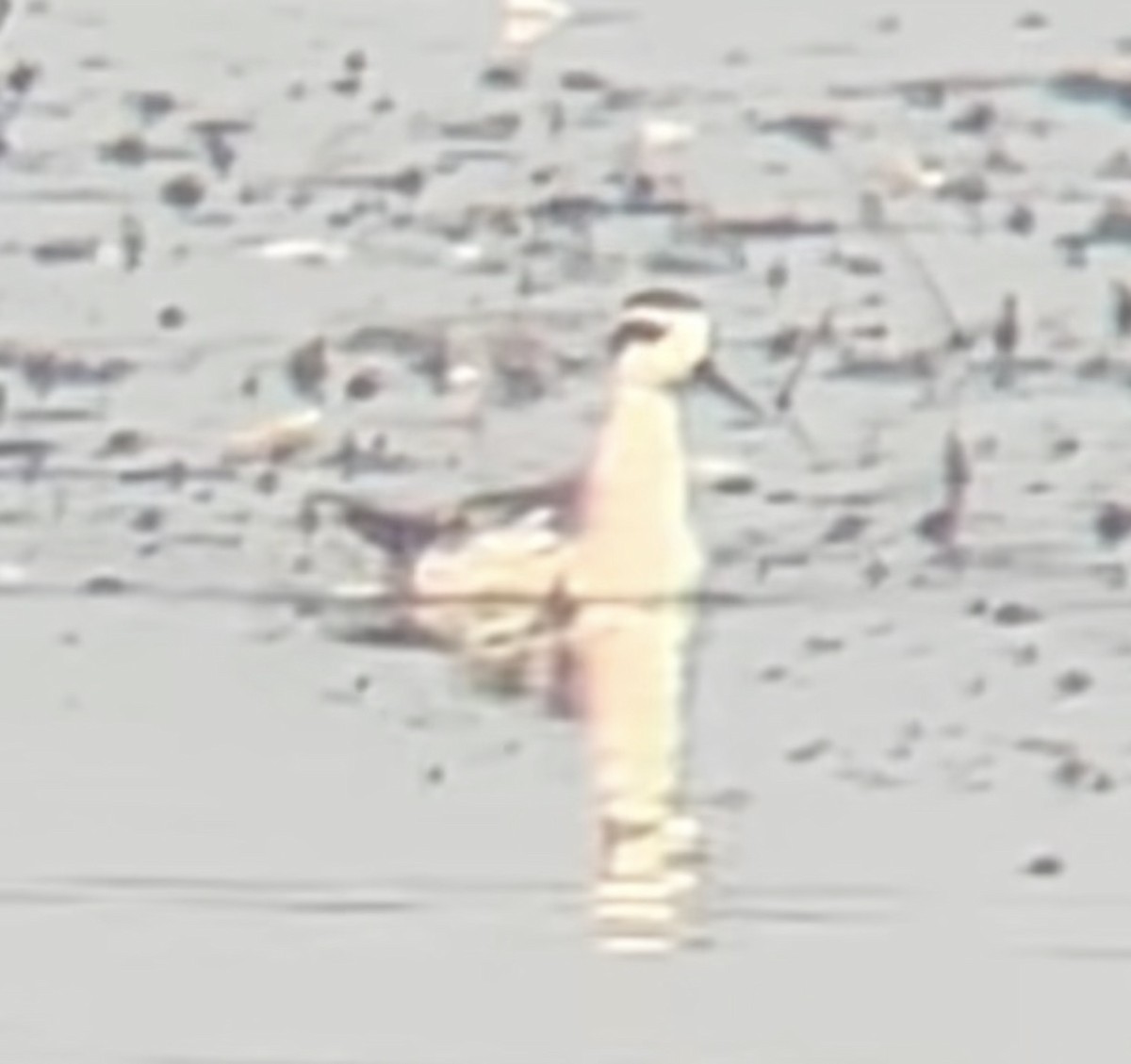 svømmesnipe - ML641388045