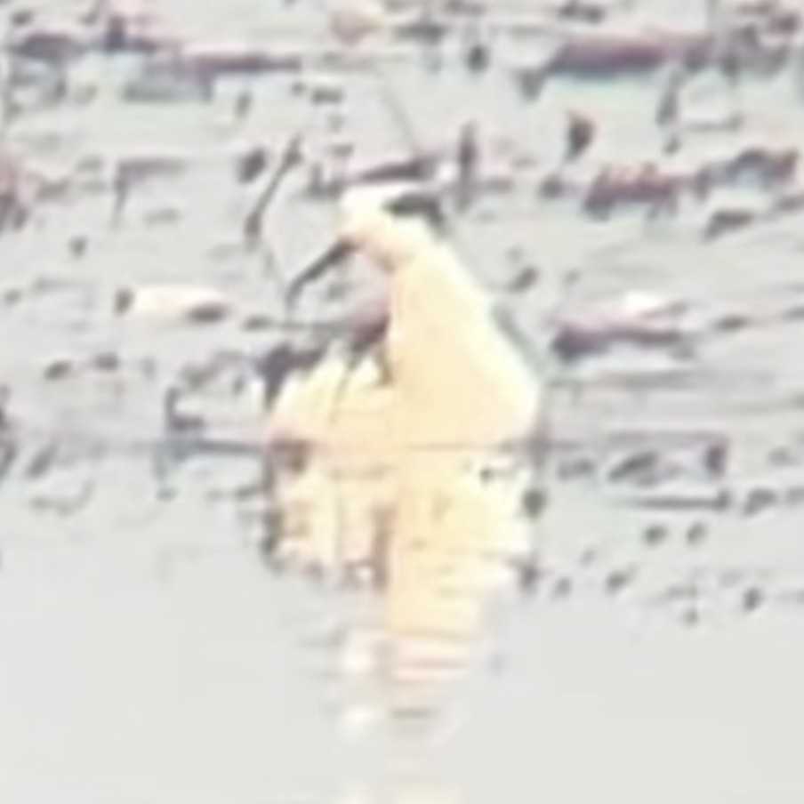 svømmesnipe - ML641388046