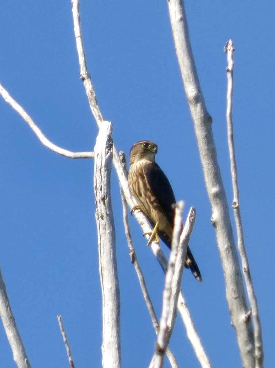 Merlin - ML641388088