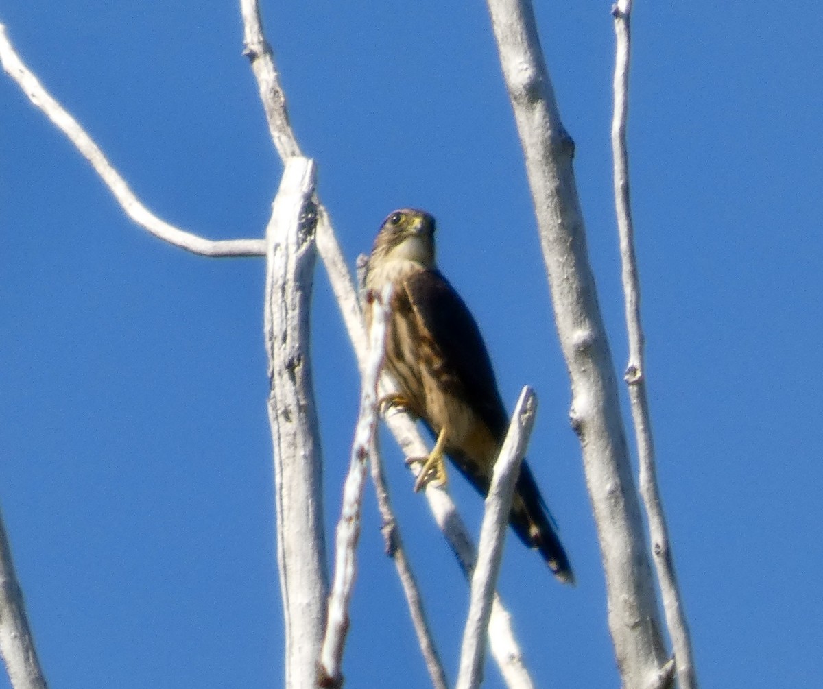 Merlin - ML641388089