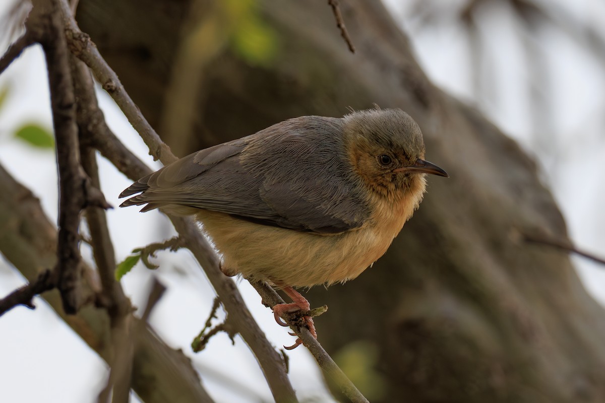 Red-faced Crombec - ML641388106