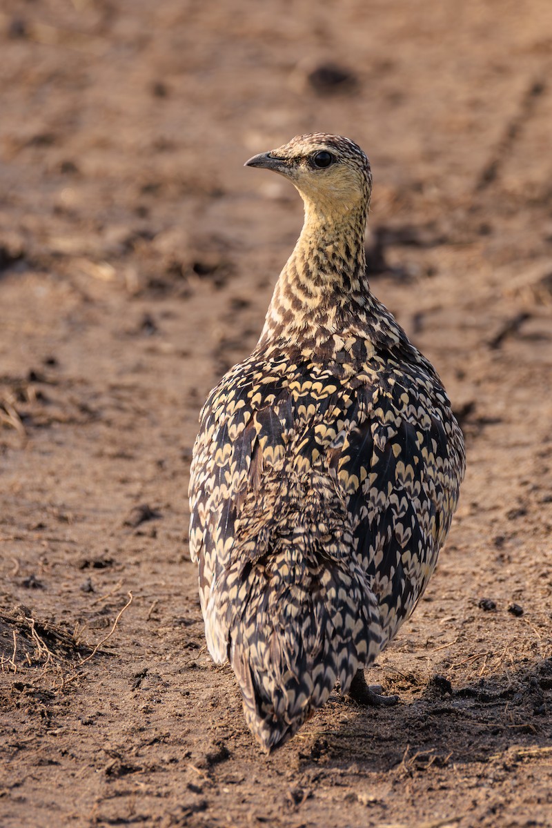 Yellow-throated Sandgrouse - ML641388113