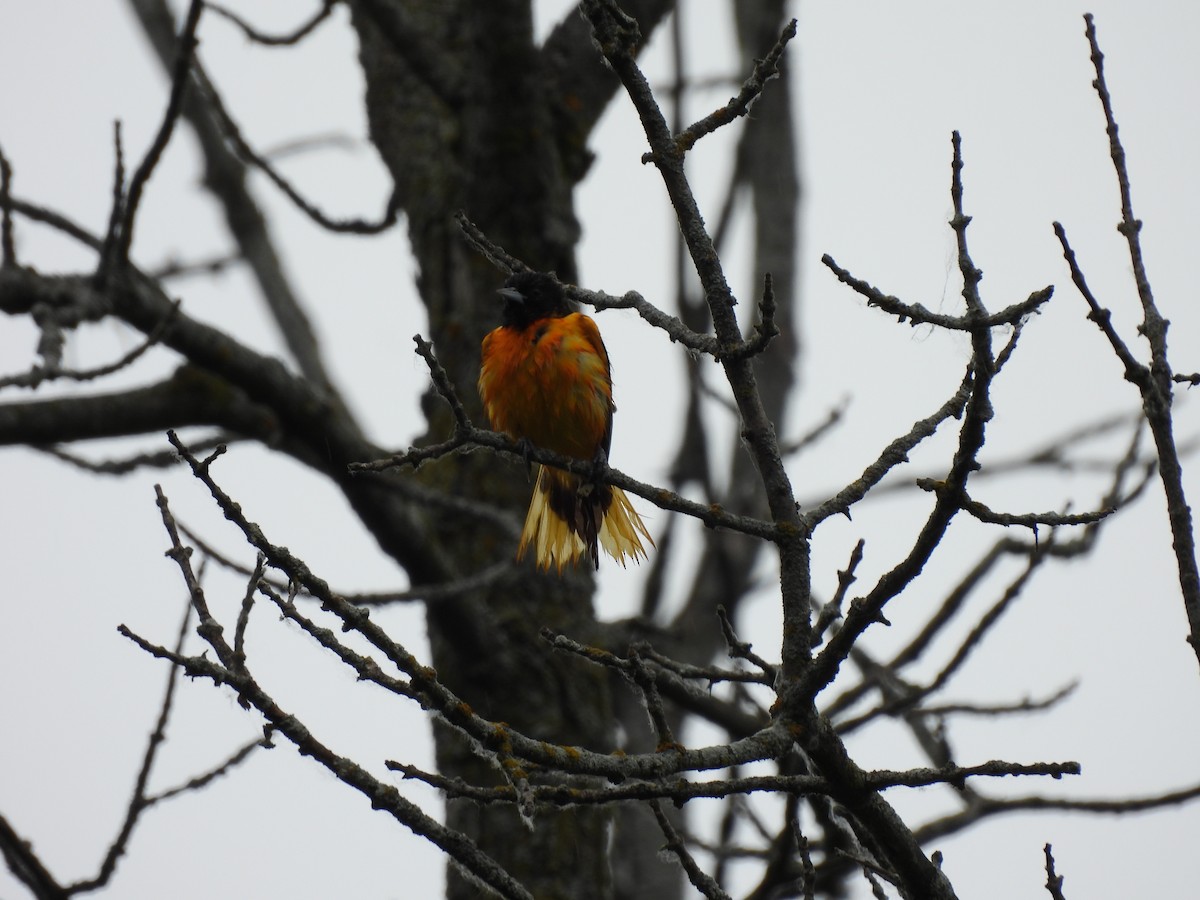 Baltimore Oriole - ML641388114