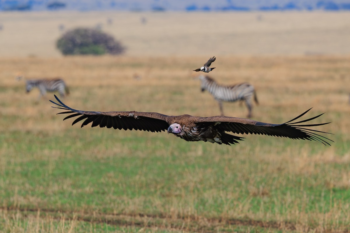 Lappet-faced Vulture - ML641388122