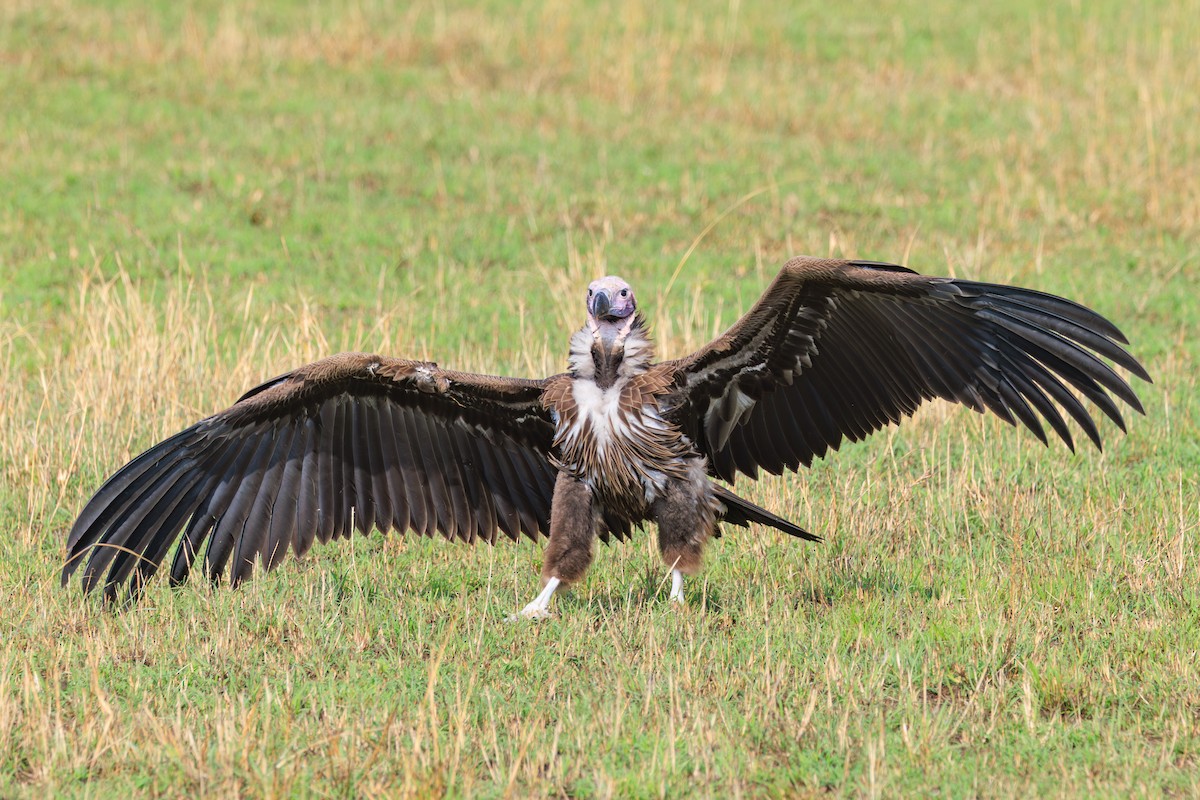 Lappet-faced Vulture - ML641388123