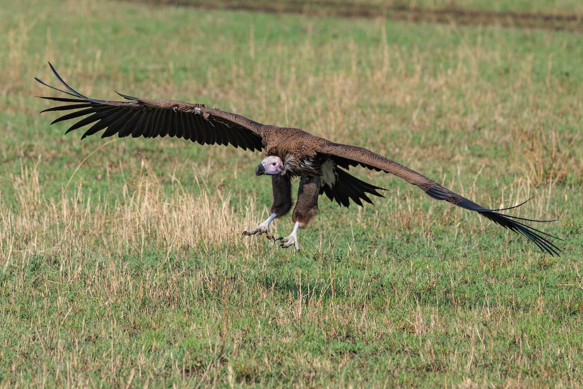 Lappet-faced Vulture - ML641388124