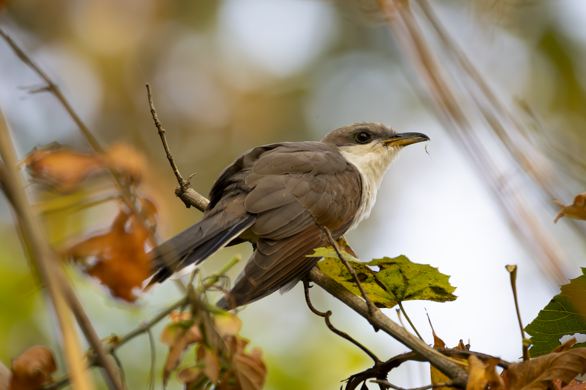 Yellow-billed Cuckoo - ML641388125