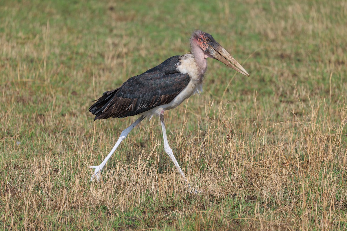 Marabou Stork - ML641388132