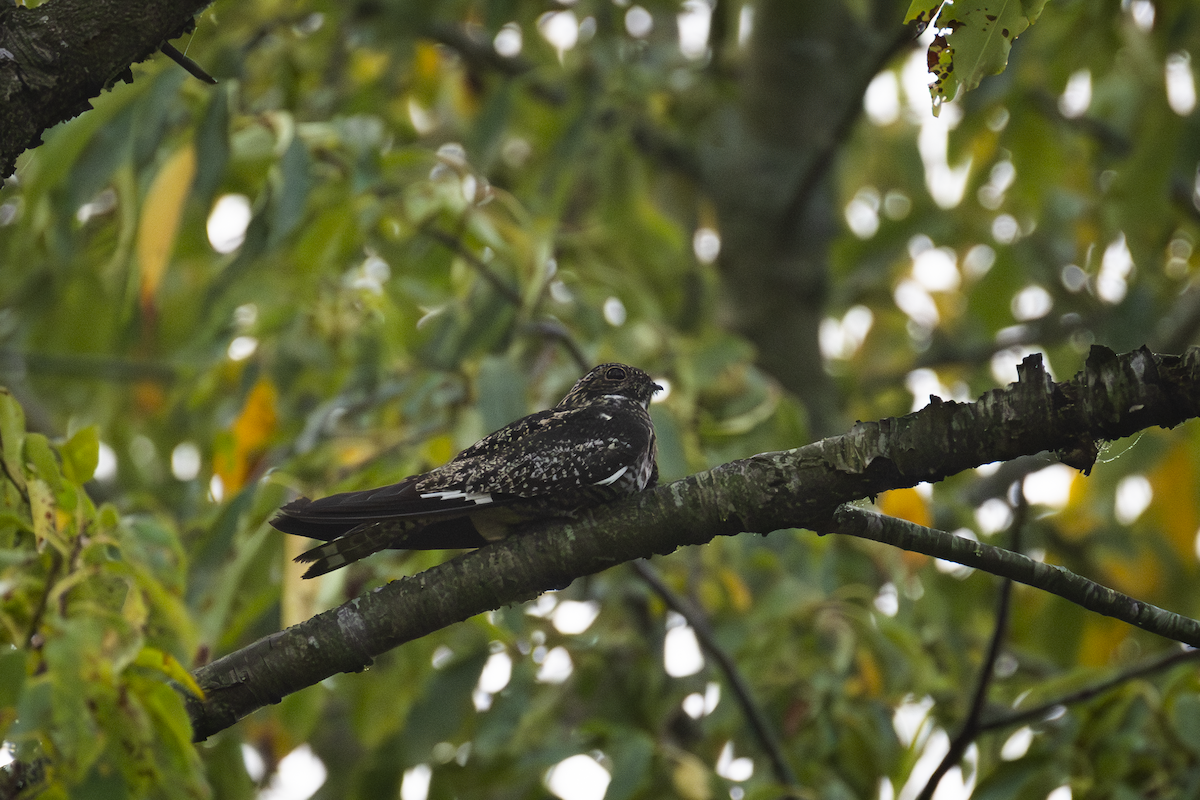 Common Nighthawk - ML641388139