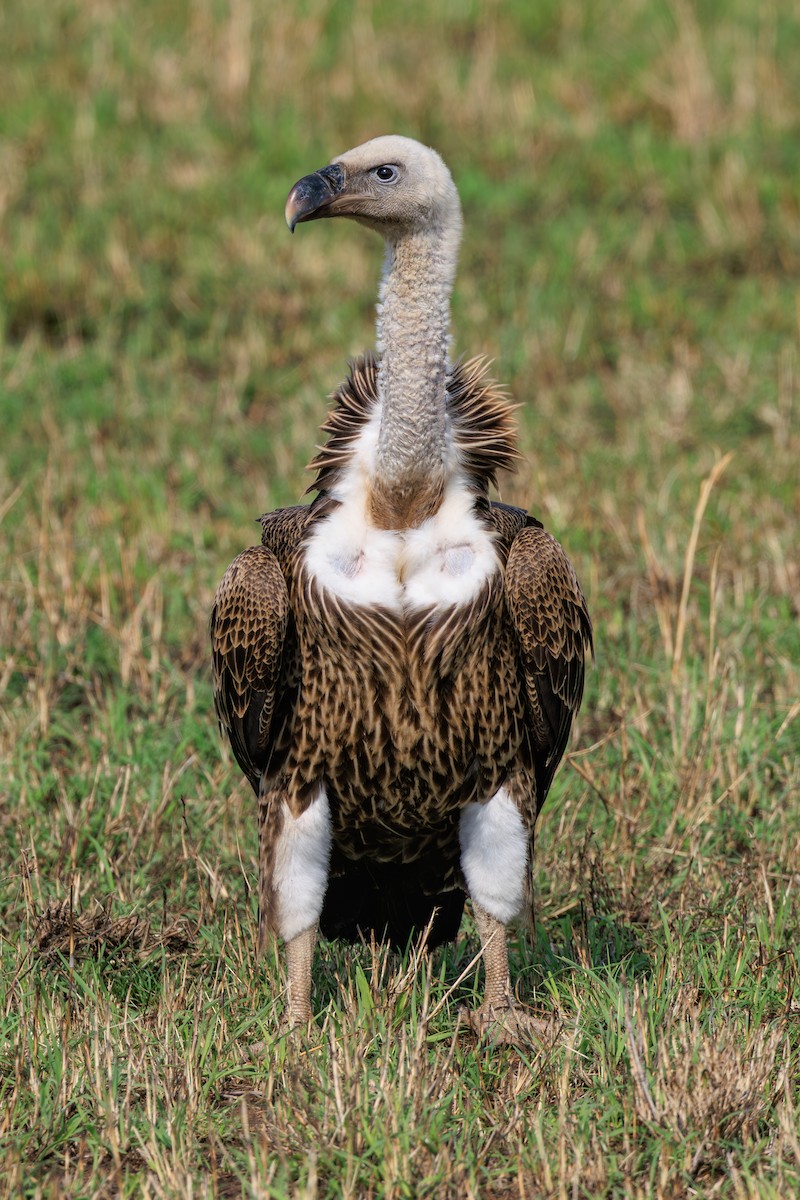 Rüppell's Griffon - ML641388142