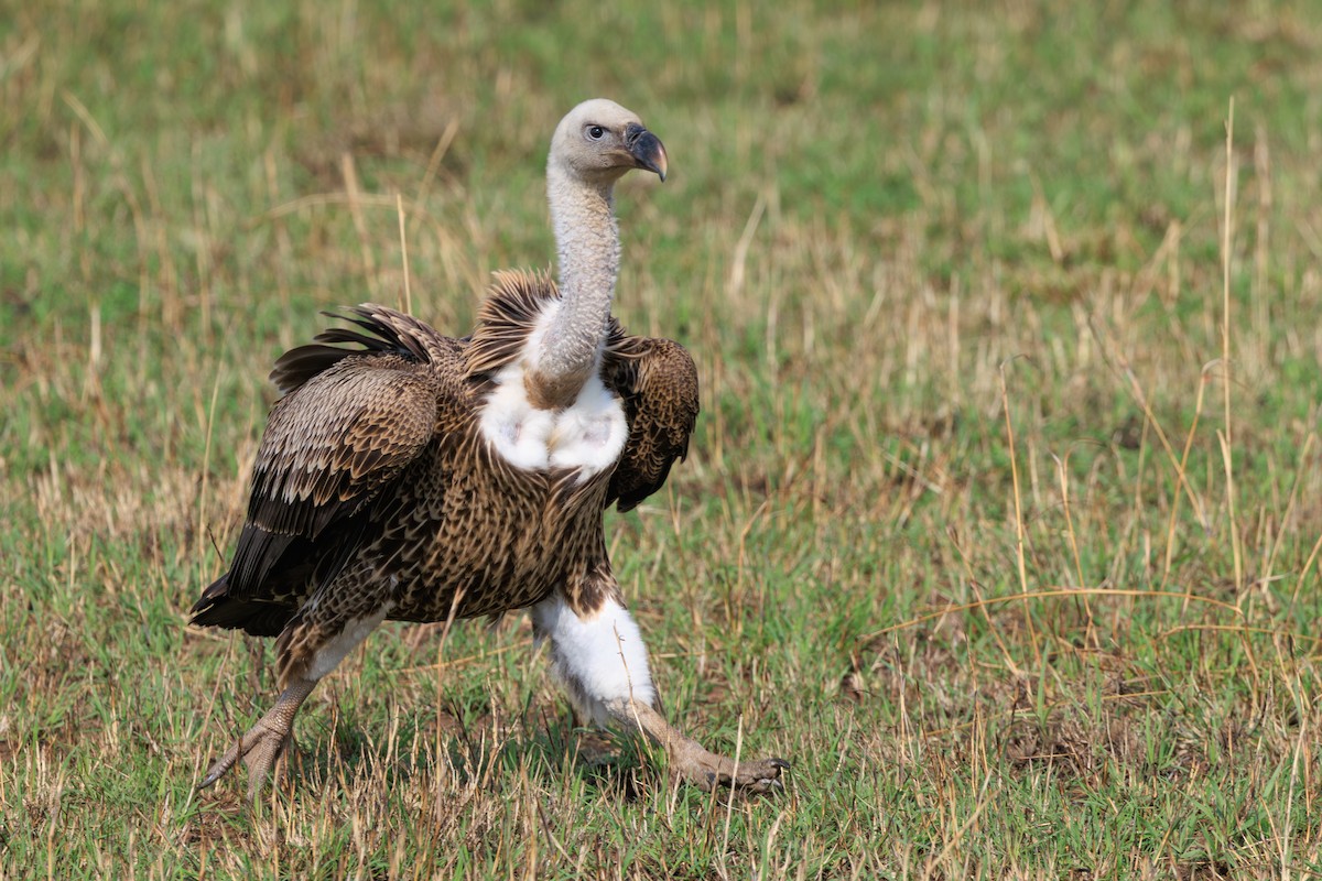 Rüppell's Griffon - ML641388144