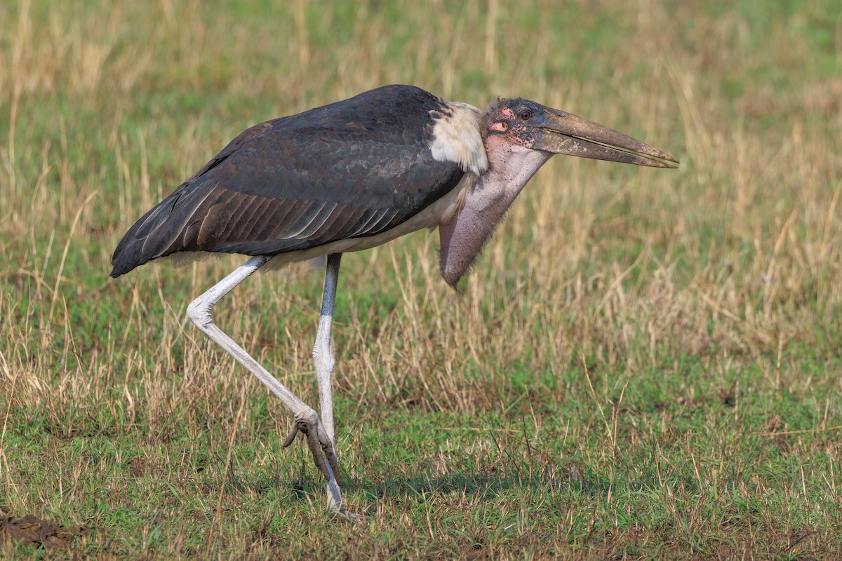 Marabou Stork - ML641388146
