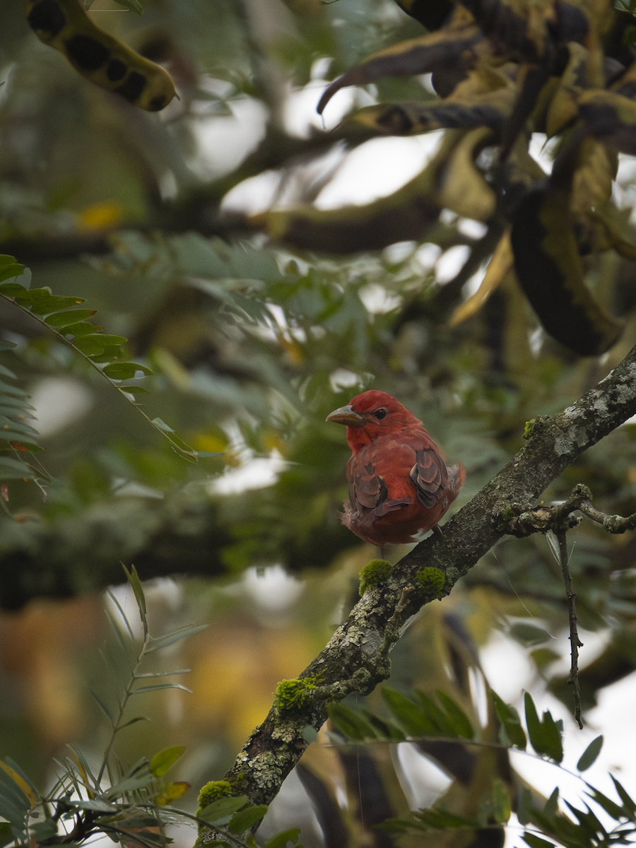 Summer Tanager - ML641388148