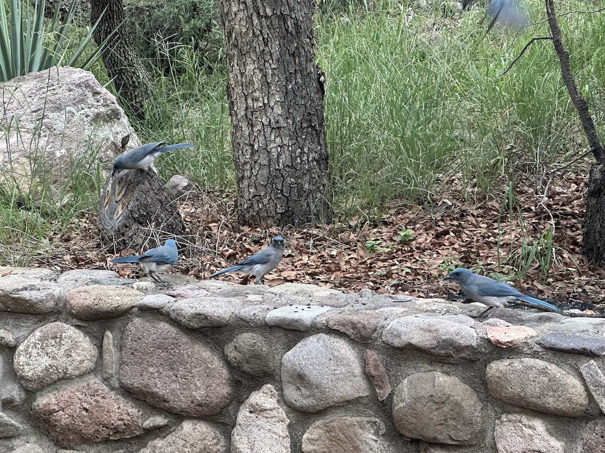 Mexican Jay - ML641388154