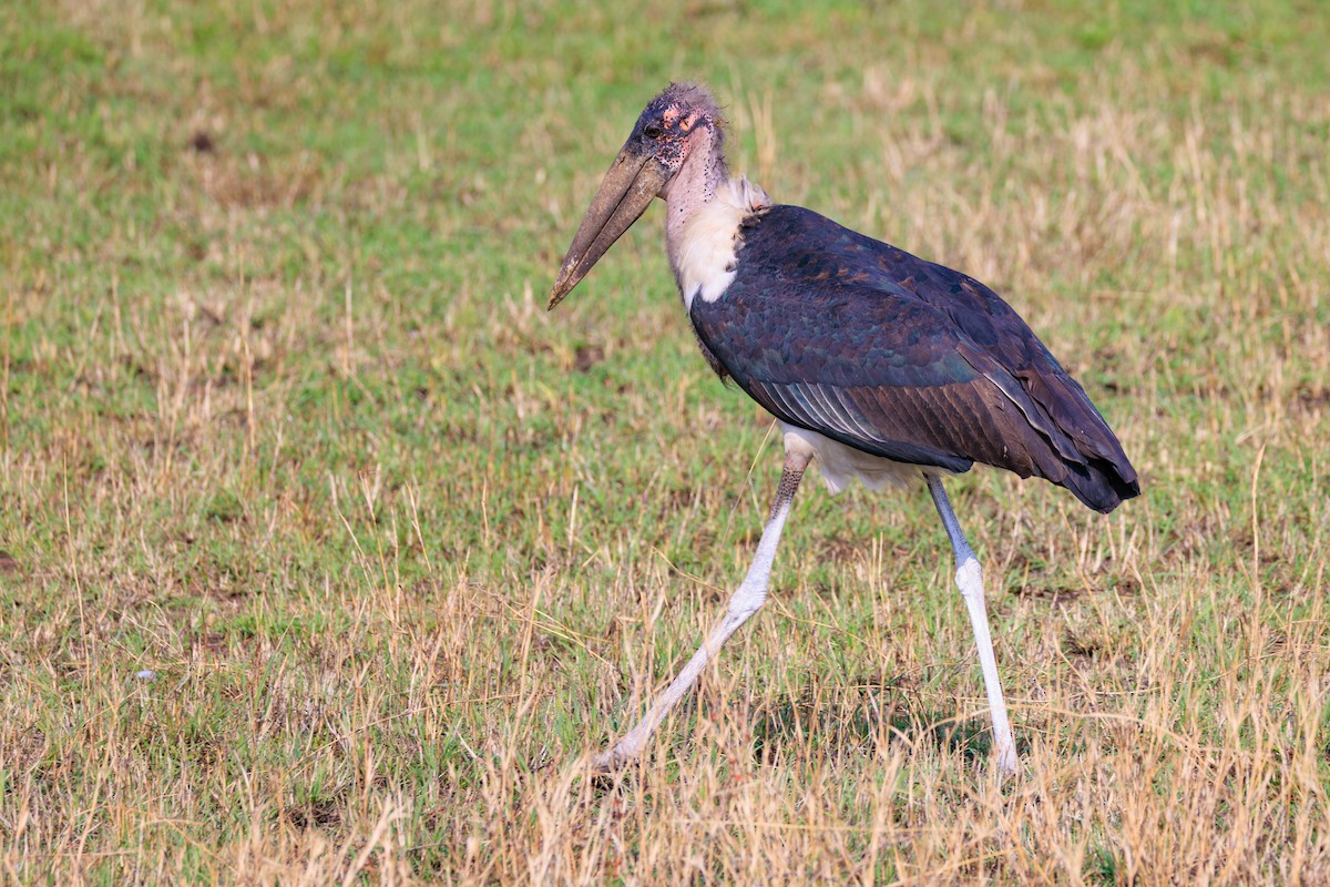 Marabou Stork - ML641388157