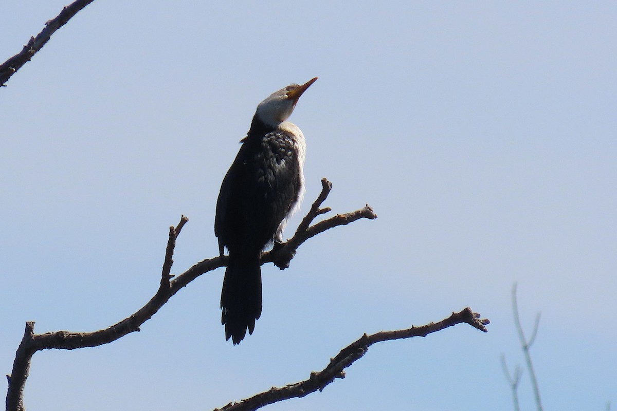 Little Pied Cormorant - ML641388169