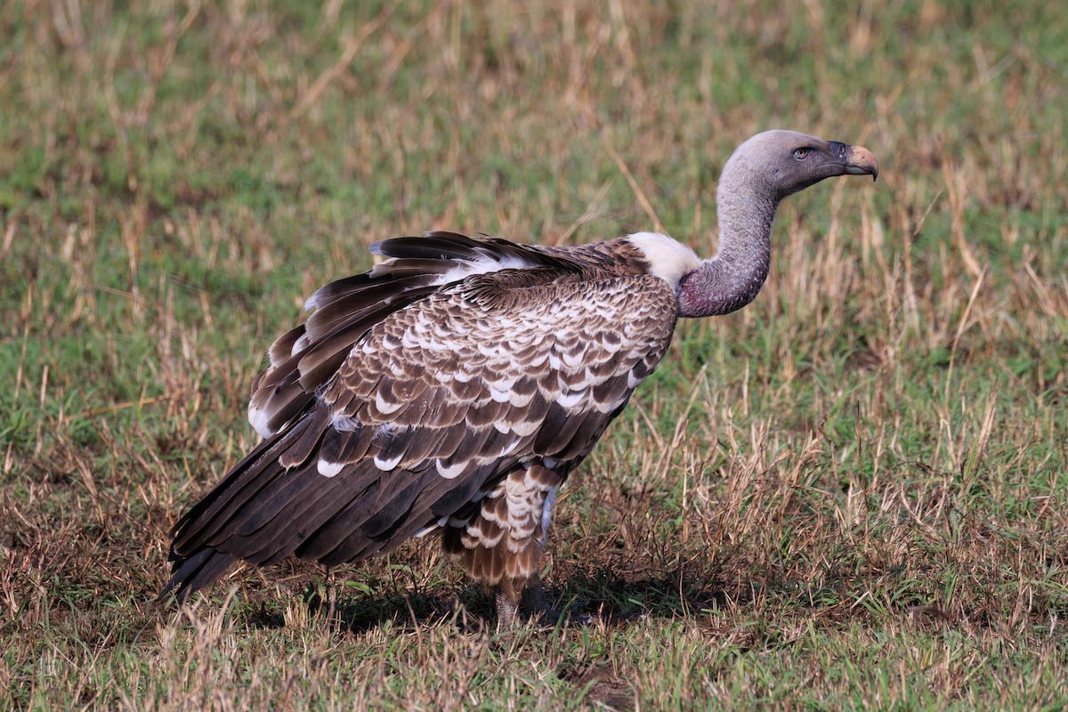 Rüppell's Griffon - ML641388171