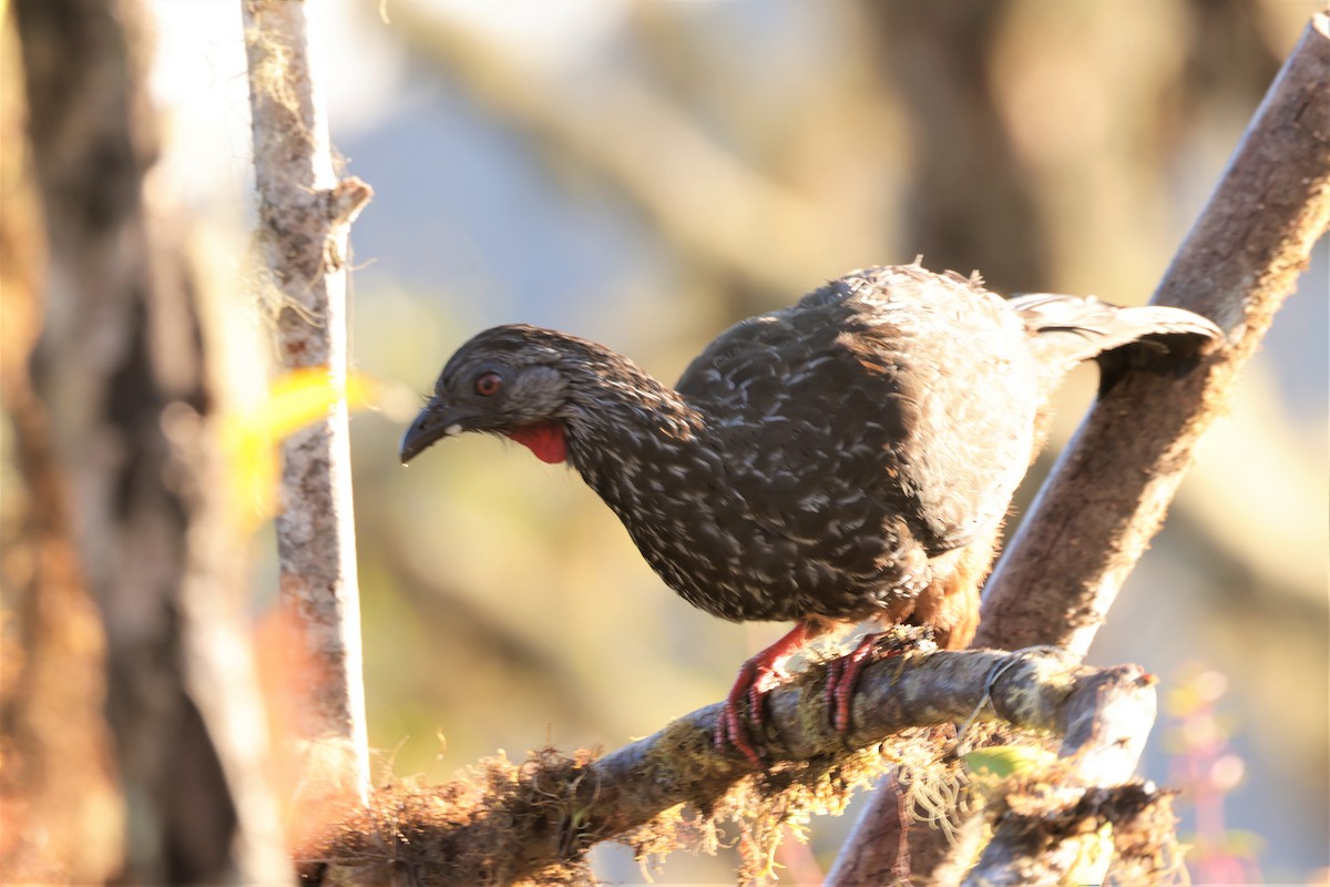 Andean Guan - ML641388186