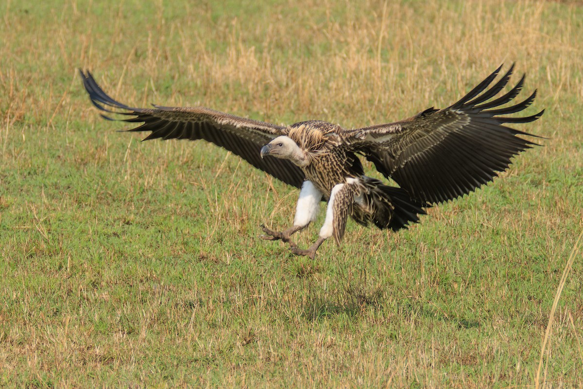 Rüppell's Griffon - ML641388187