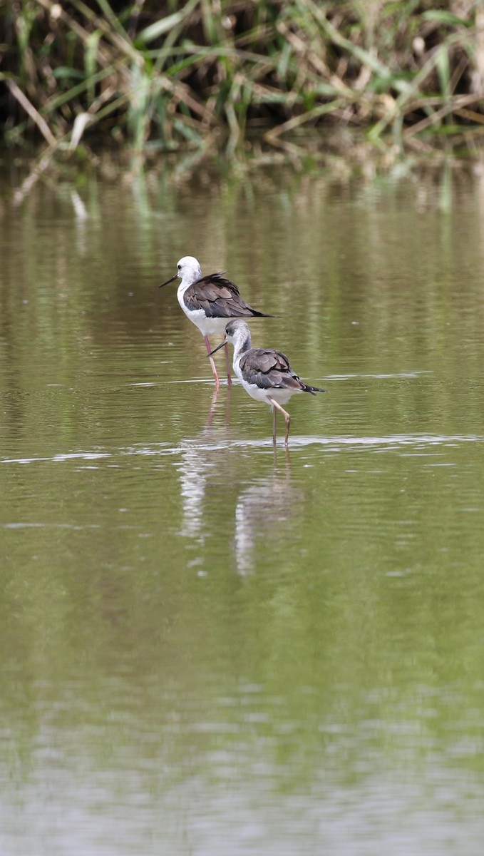 Black-winged Stilt - ML641388188