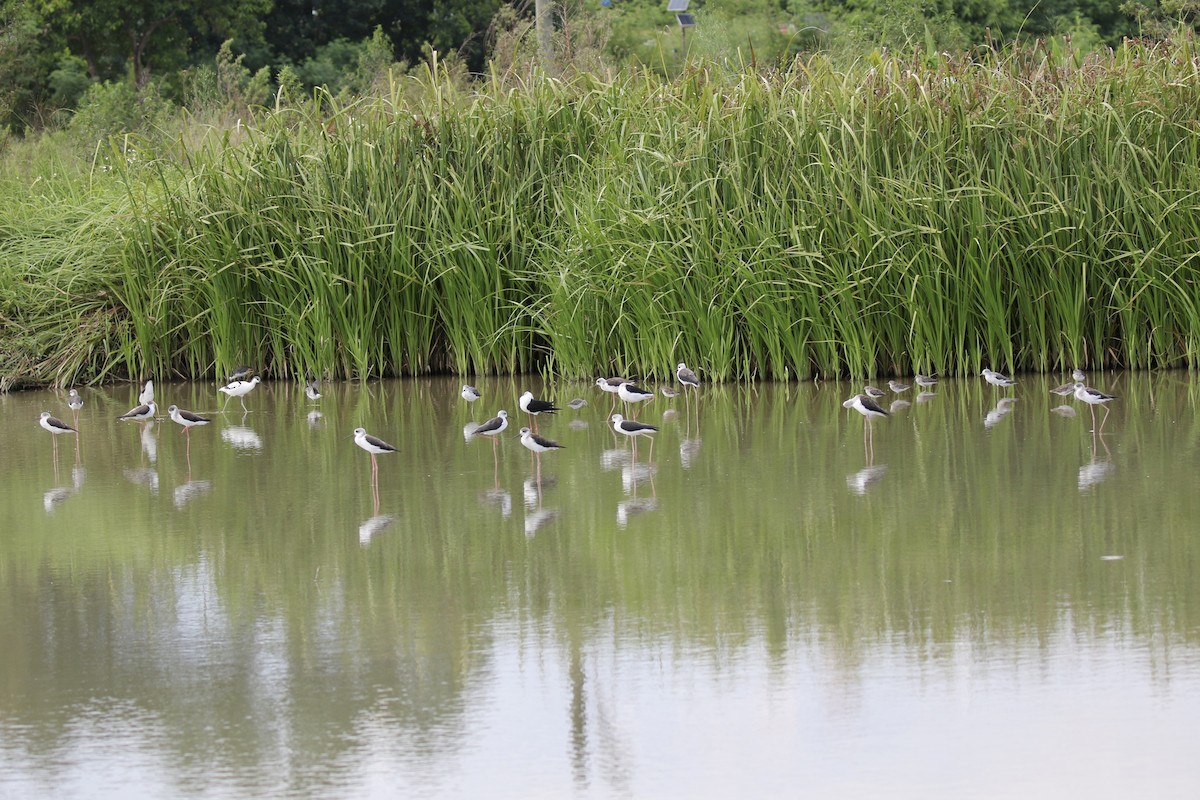 Black-winged Stilt - ML641388190