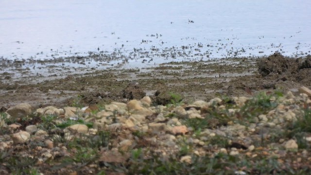 Baird's Sandpiper - ML641388193