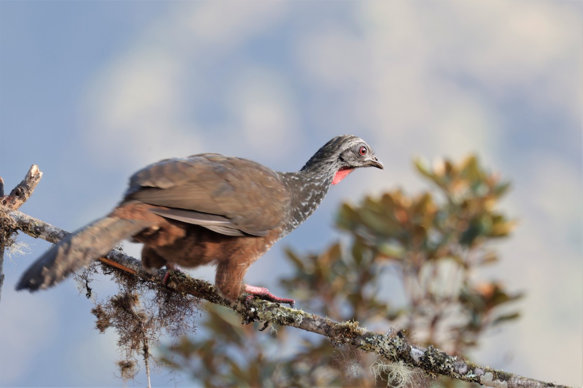 Andean Guan - ML641388200