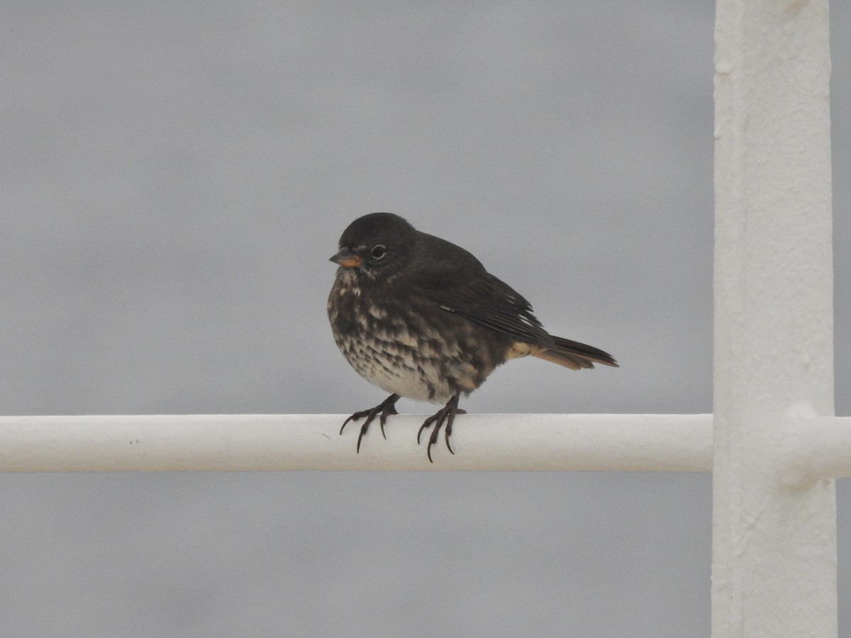 Fox Sparrow - ML641388201