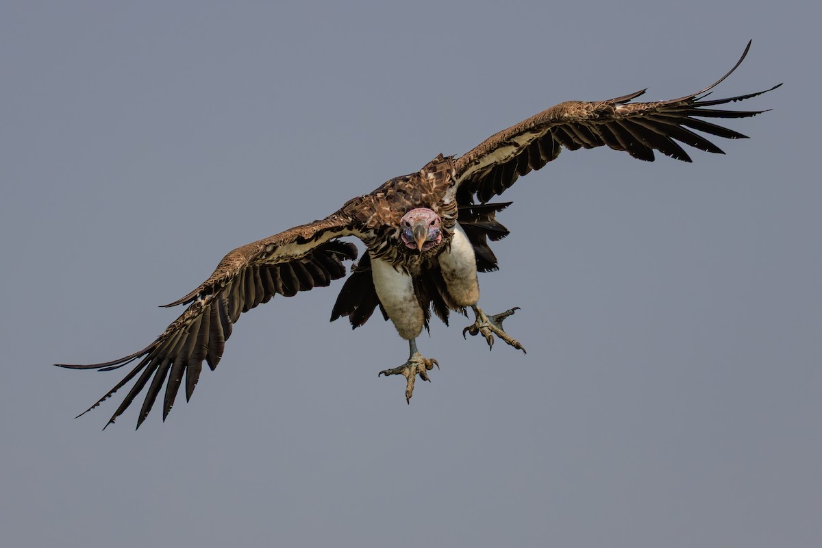 Lappet-faced Vulture - ML641388209