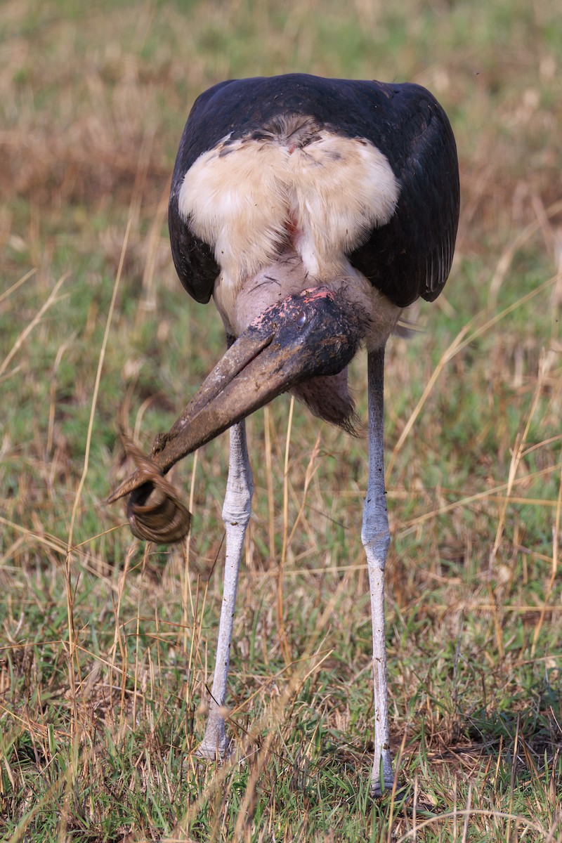 Marabou Stork - ML641388217