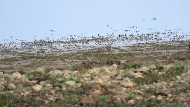 Baird's Sandpiper - ML641388223