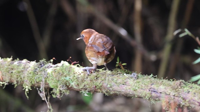Red-and-white Antpitta - ML641388242