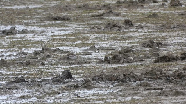 Baird's Sandpiper - ML641388248