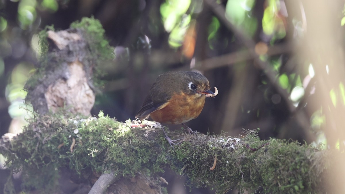 Leymebamba Antpitta - ML641388253