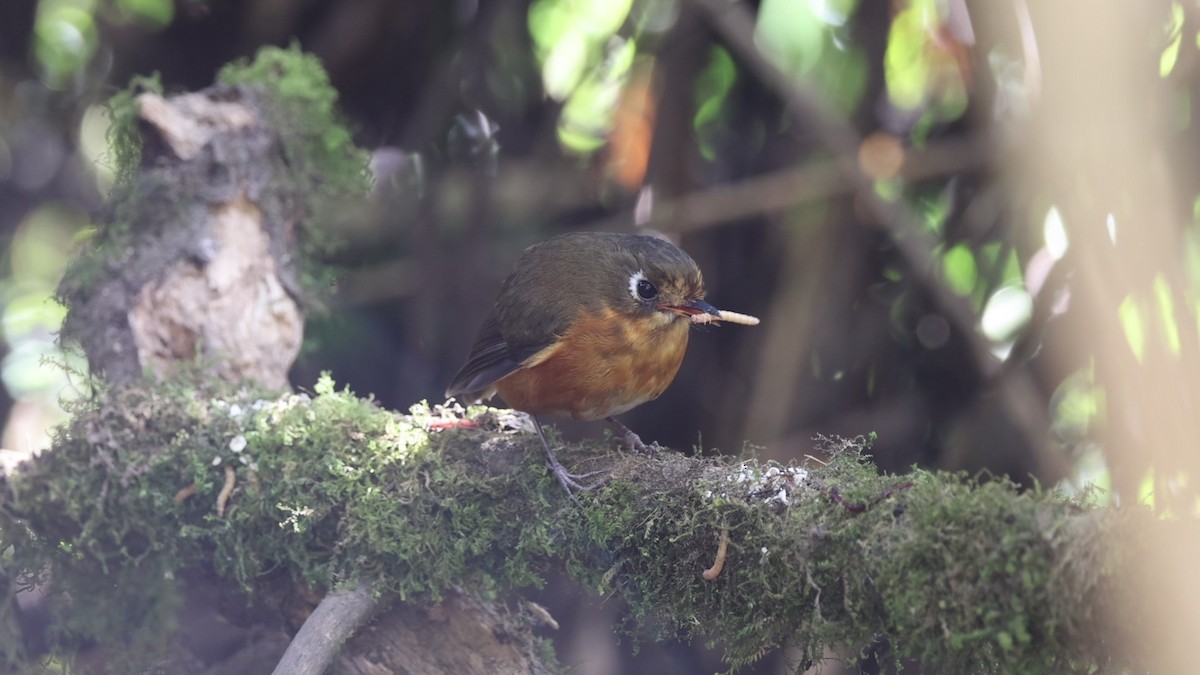 Leymebamba Antpitta - ML641388254