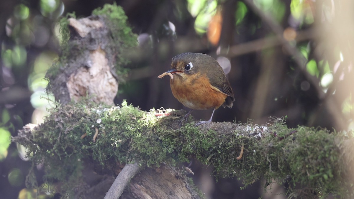 Leymebamba Antpitta - ML641388256