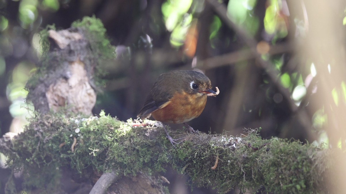 Leymebamba Antpitta - ML641388258