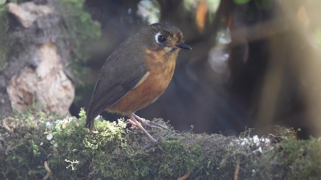 Leymebamba Antpitta - ML641388263