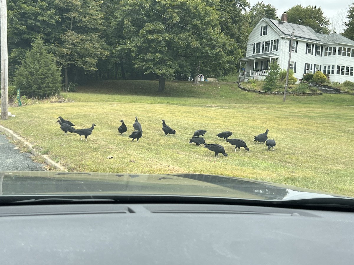 Black Vulture - ML641388265