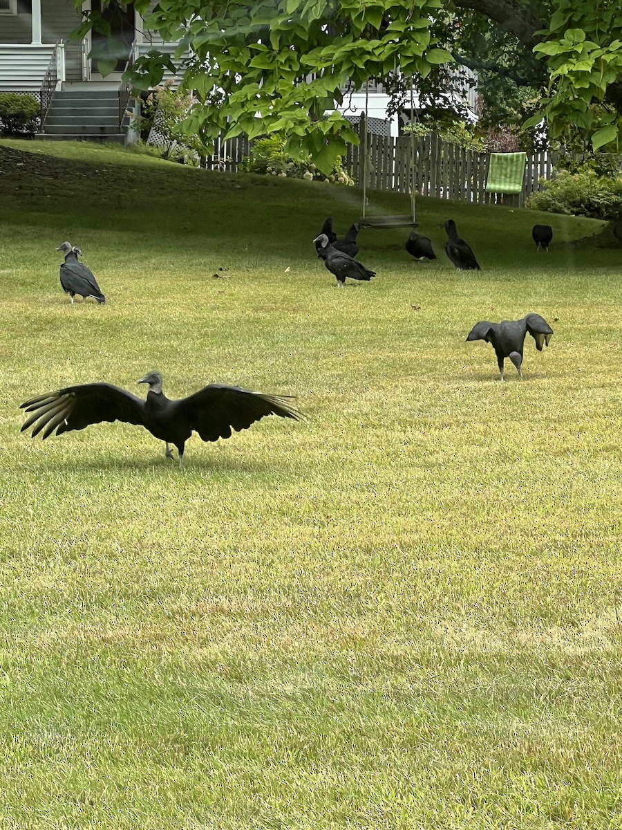 Black Vulture - ML641388267