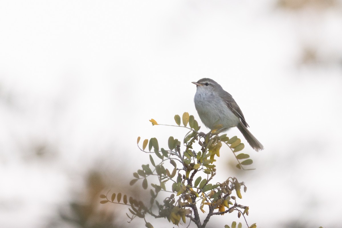 Japanese Bush Warbler - ML641388272