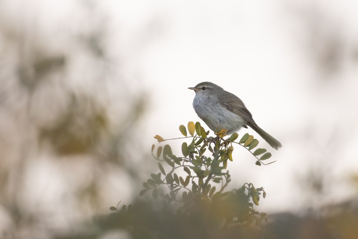 Japanese Bush Warbler - ML641388273
