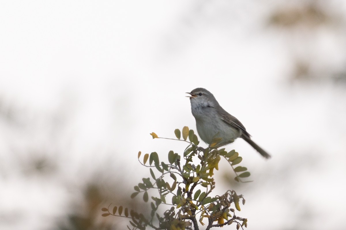 Japanese Bush Warbler - ML641388274