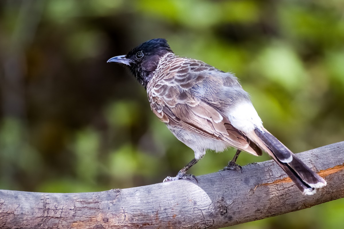 Red-vented Bulbul - Nitin N