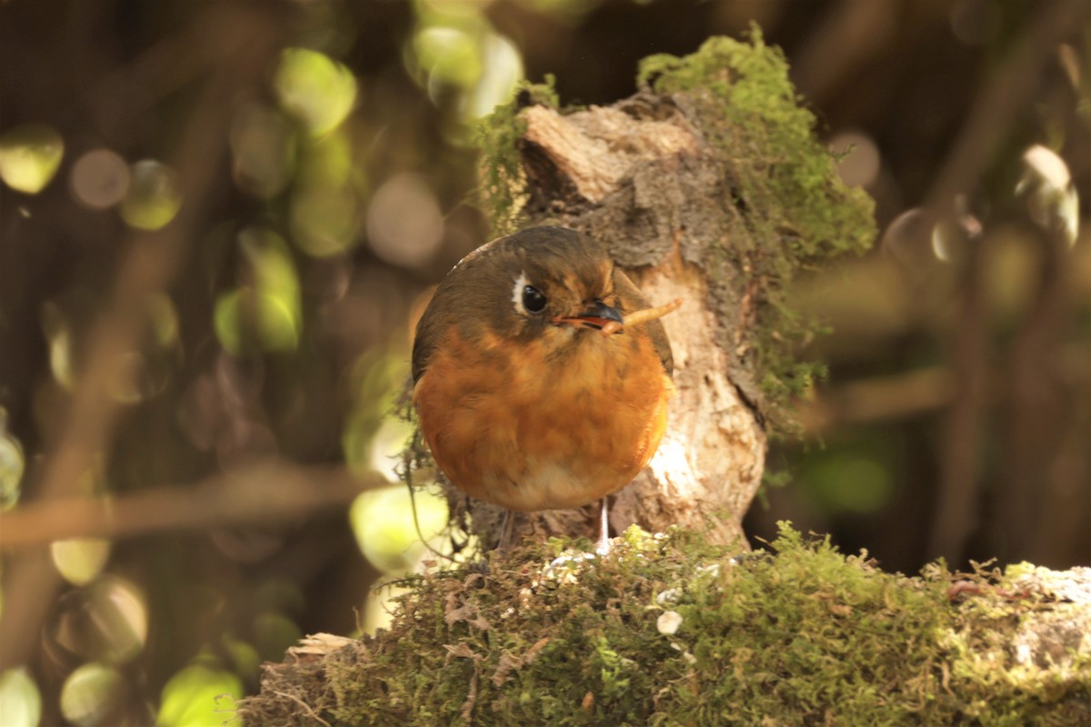 Leymebamba Antpitta - ML641388293