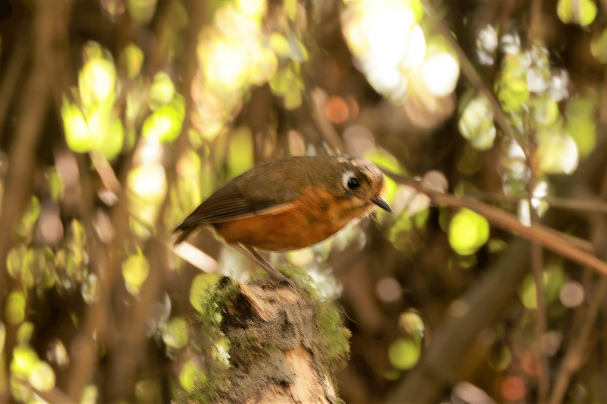Leymebamba Antpitta - ML641388295