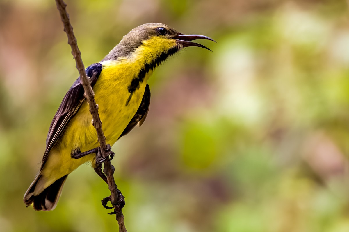 Purple Sunbird - ML641388298